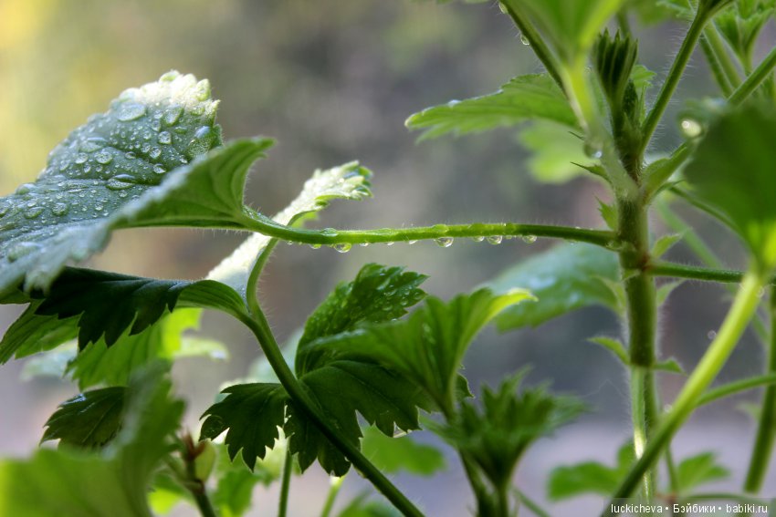 Мой маленький мир домашних растений. Красота в капельках