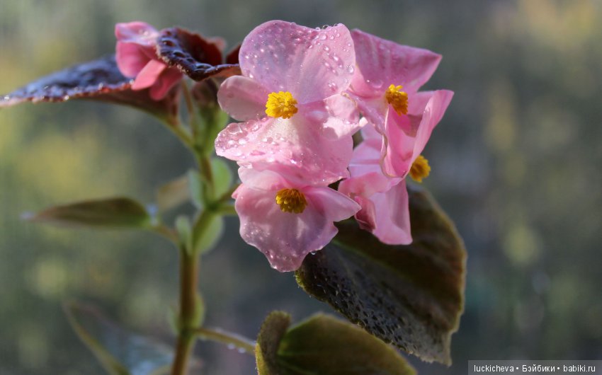 Мой маленький мир домашних растений. Красота в капельках