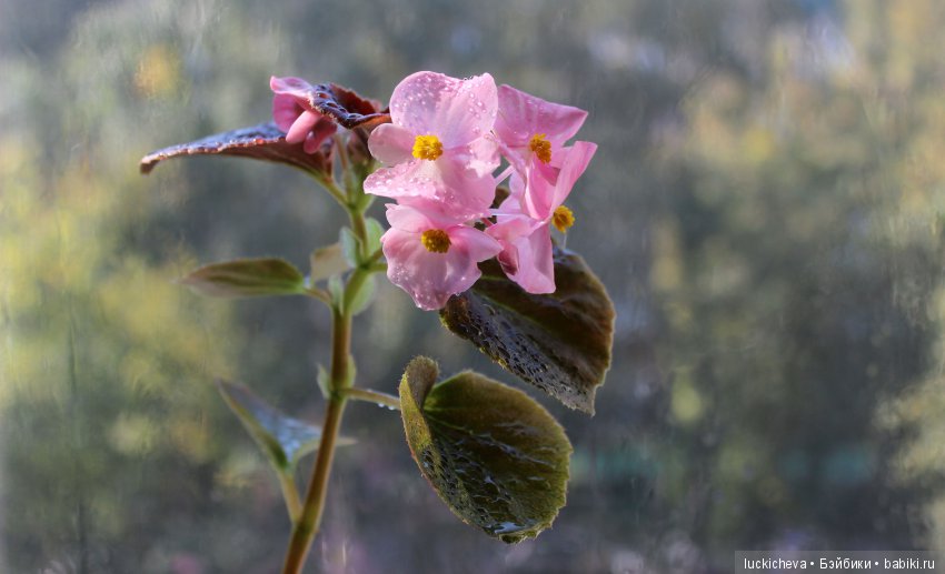 Мой маленький мир домашних растений. Красота в капельках