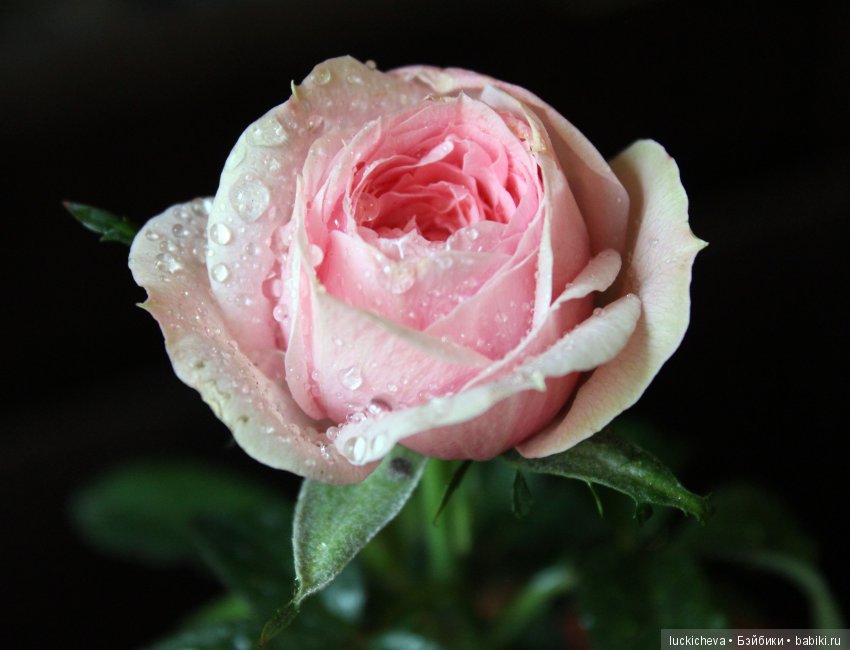 Мой маленький мир домашних растений. Красота в капельках (фото 5)