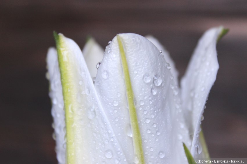 Мой маленький мир домашних растений. Красота в капельках