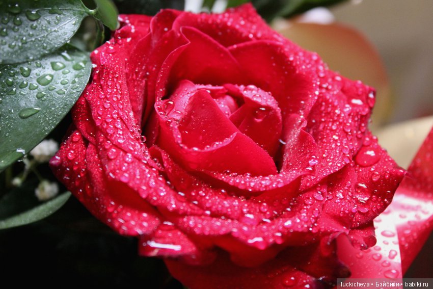 Мой маленький мир домашних растений. Красота в капельках