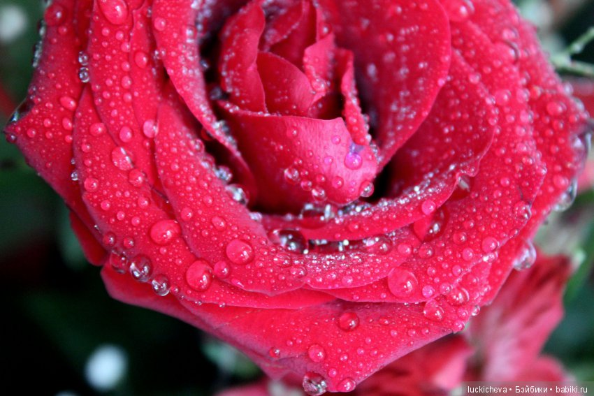 Мой маленький мир домашних растений. Красота в капельках