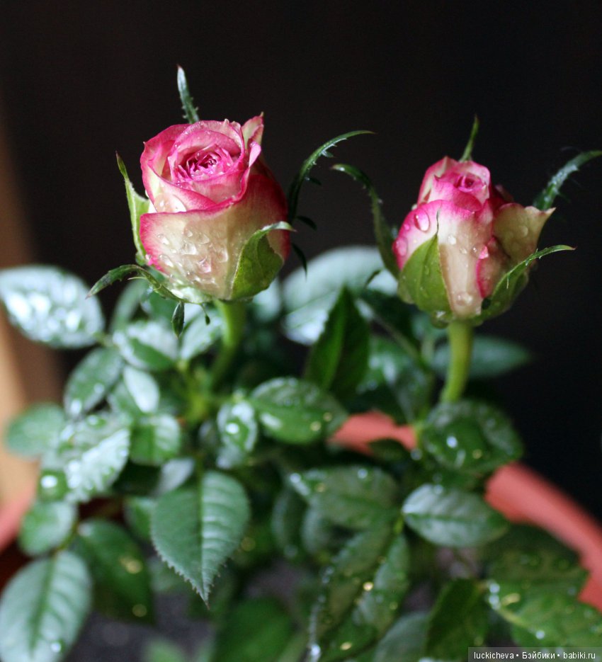 Мой маленький мир домашних растений. Красота в капельках