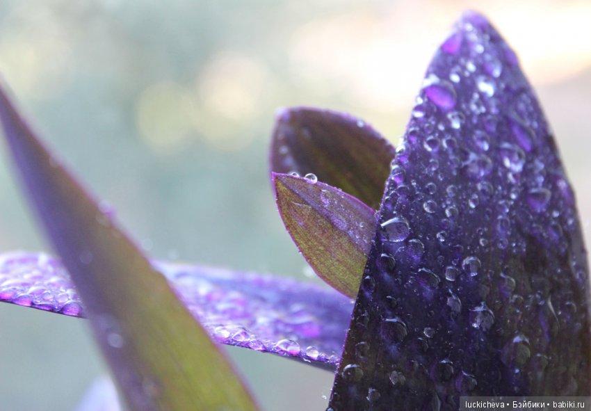 Мой маленький мир домашних растений. Красота в капельках