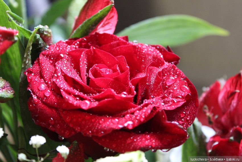 Мой маленький мир домашних растений. Красота в капельках