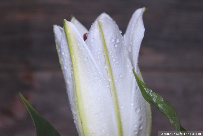 Мой маленький мир домашних растений. Красота в капельках