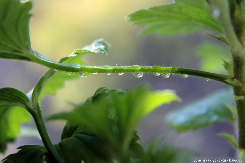 Мой маленький мир домашних растений. Красота в капельках