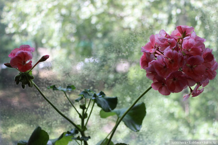 Мой маленький мир домашних растений. Красота в капельках