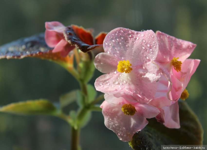 Мой маленький мир домашних растений. Красота в капельках