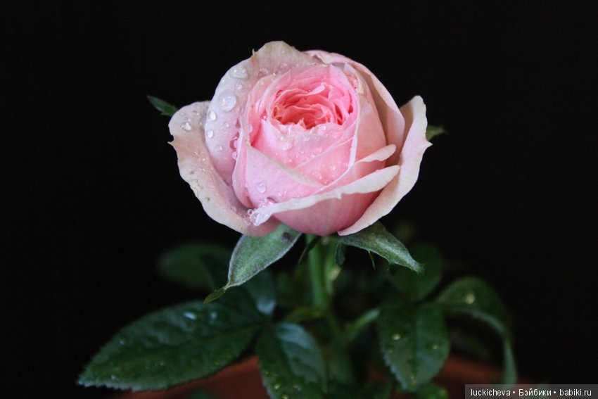 Мой маленький мир домашних растений. Красота в капельках (фото 4)