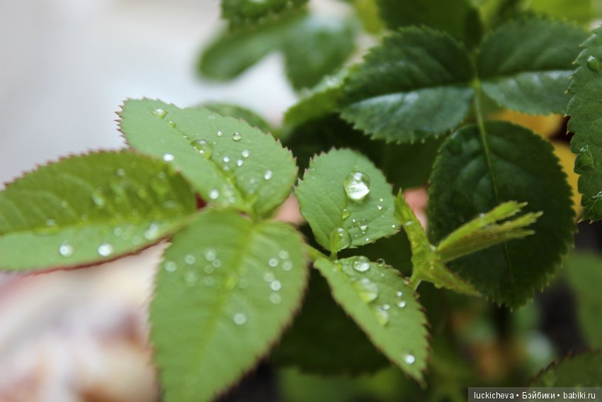 Мой маленький мир домашних растений. Красота в капельках (фото 10)