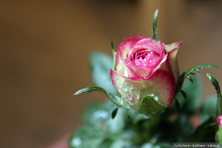 Мой маленький мир домашних растений. Красота в капельках