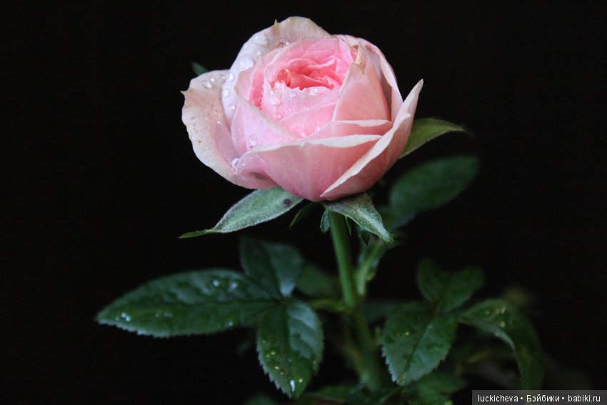 Мой маленький мир домашних растений. Красота в капельках (фото 2)