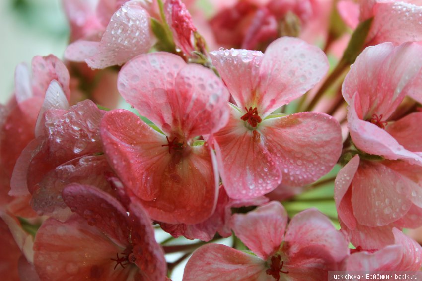 Мой маленький мир домашних растений. Красота в капельках