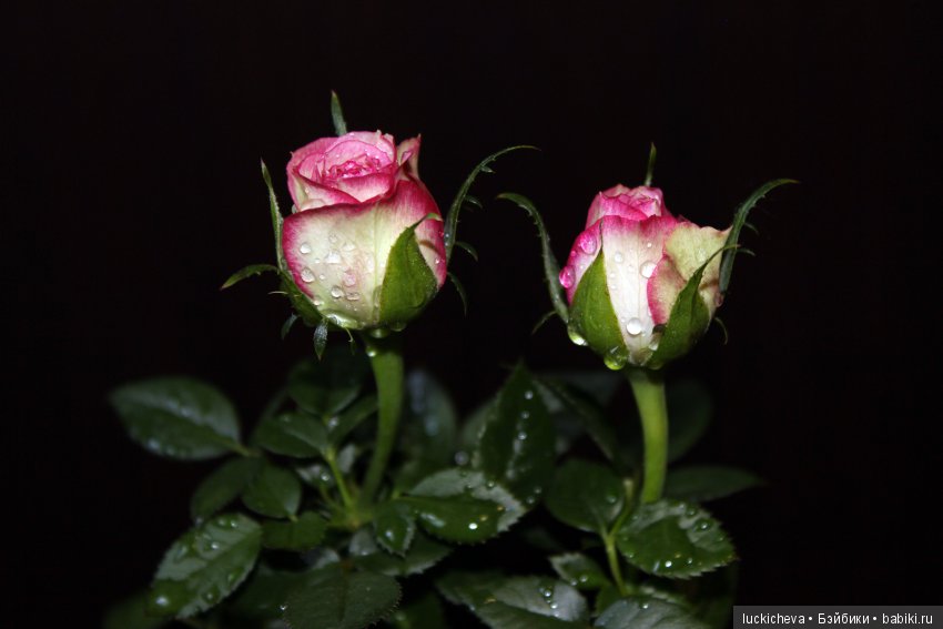 Мой маленький мир домашних растений. Красота в капельках