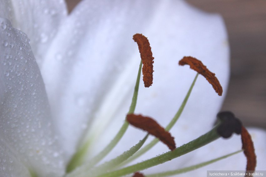 Мой маленький мир домашних растений. Красота в капельках