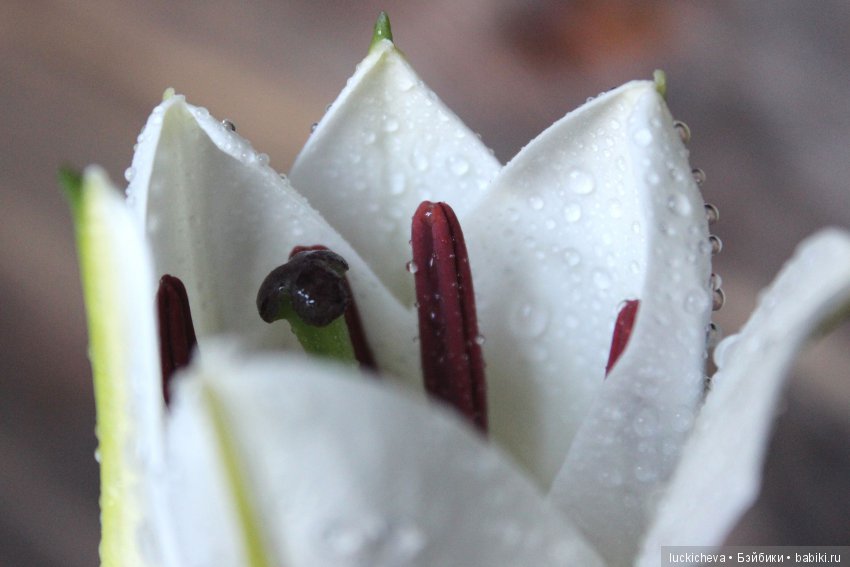 Мой маленький мир домашних растений. Красота в капельках