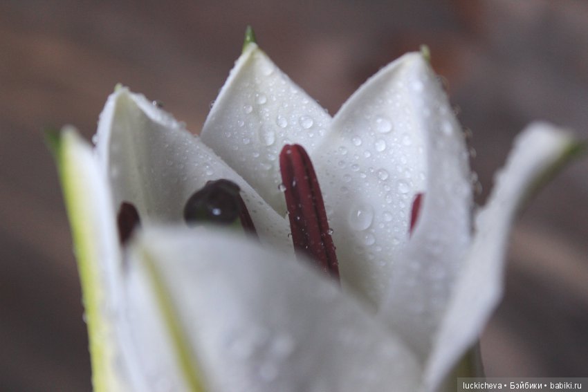 Мой маленький мир домашних растений. Красота в капельках