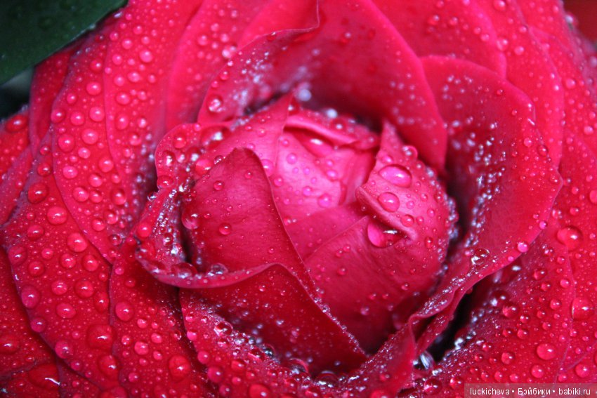 Мой маленький мир домашних растений. Красота в капельках