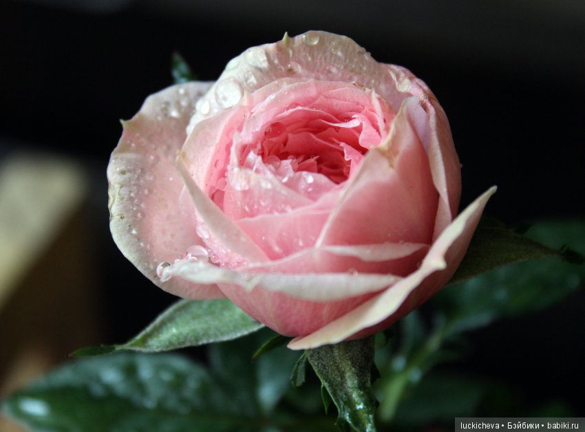 Мой маленький мир домашних растений. Красота в капельках (фото 7)