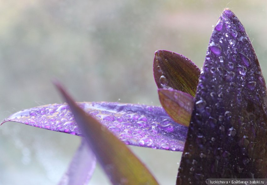 Мой маленький мир домашних растений. Красота в капельках