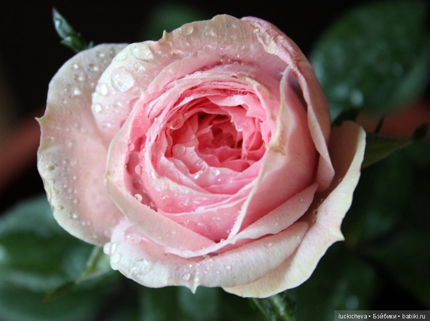 Мой маленький мир домашних растений. Красота в капельках (фото 6)