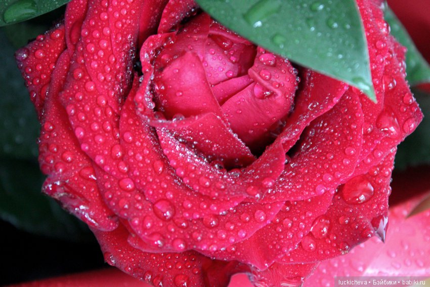 Мой маленький мир домашних растений. Красота в капельках