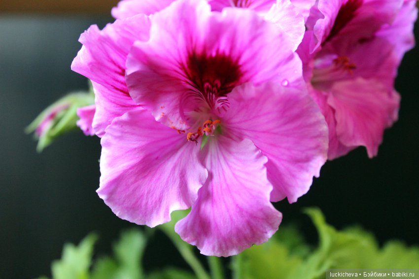 Мой маленький мир домашних растений. Красота в капельках