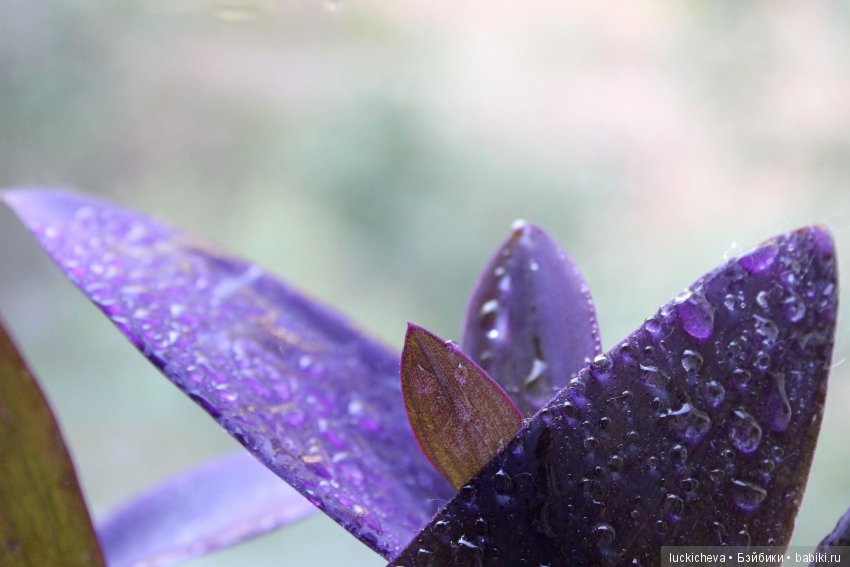 Мой маленький мир домашних растений. Красота в капельках