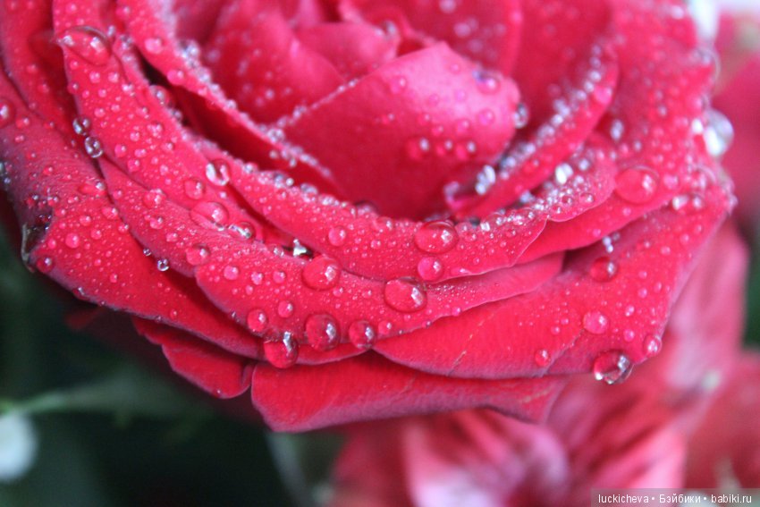 Мой маленький мир домашних растений. Красота в капельках