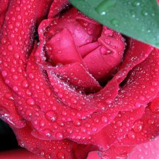 Мой маленький мир домашних растений. Красота в капельках