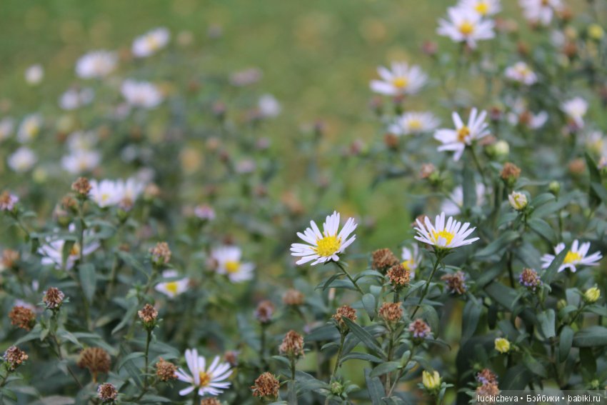Файлин и её Светлая Осень