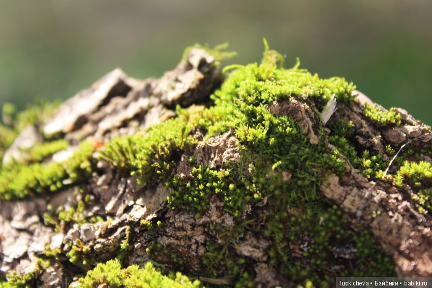 Файлин и её Светлая Осень