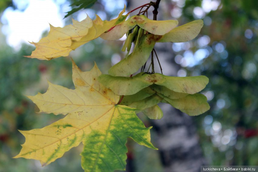 Файлин и её Светлая Осень (фото 4)