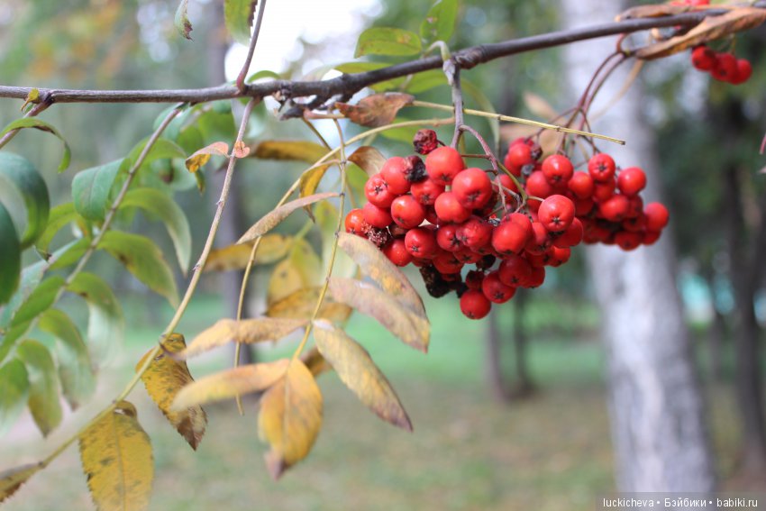Файлин и её Светлая Осень