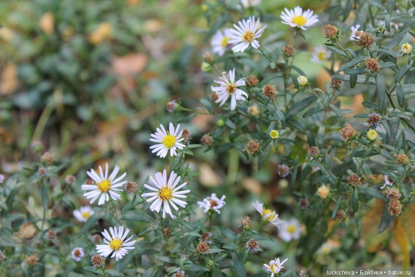 Файлин и её Светлая Осень