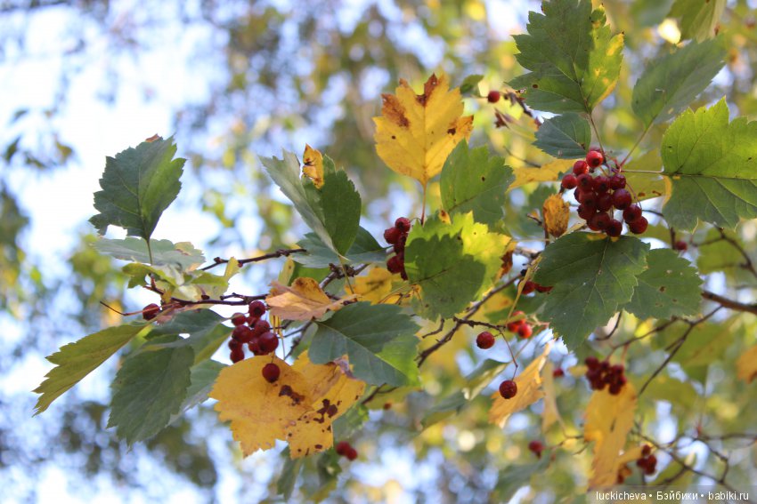 Файлин и её Светлая Осень