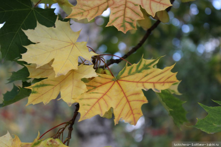 Файлин и её Светлая Осень (фото 3)