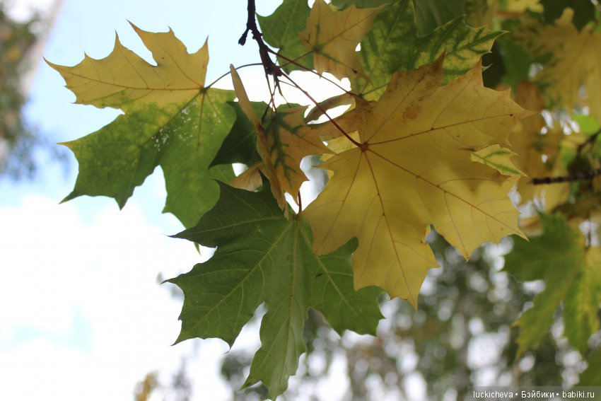 Файлин и её Светлая Осень (фото 8)