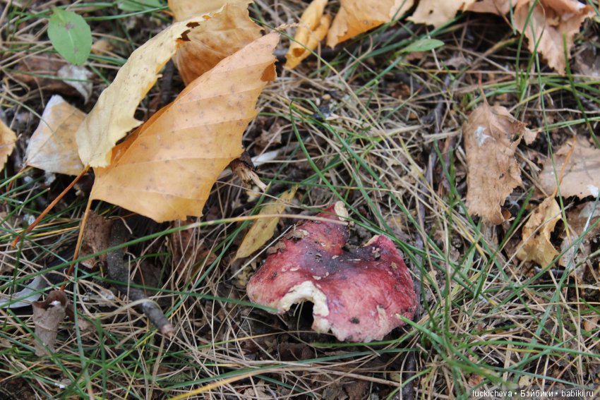 Файлин и её Светлая Осень