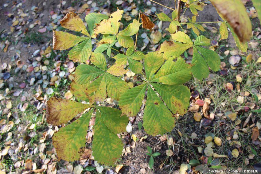 Файлин и её Светлая Осень