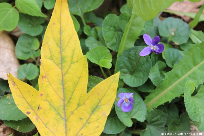 Файлин и её Светлая Осень