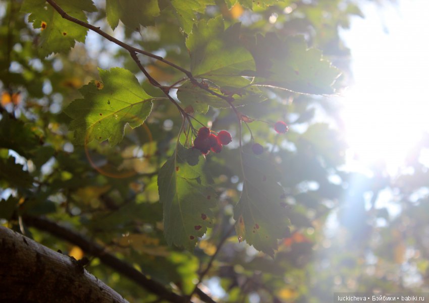 Файлин и её Светлая Осень