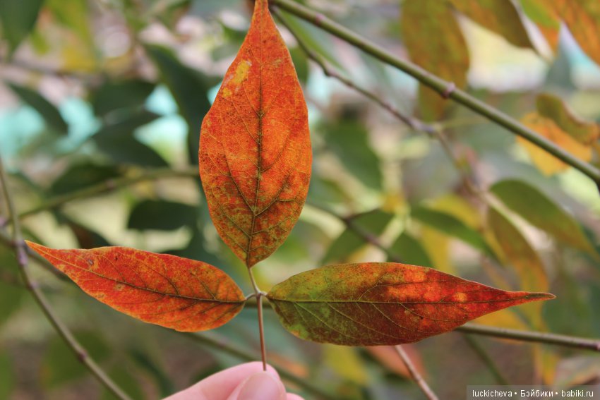 Файлин и её Светлая Осень