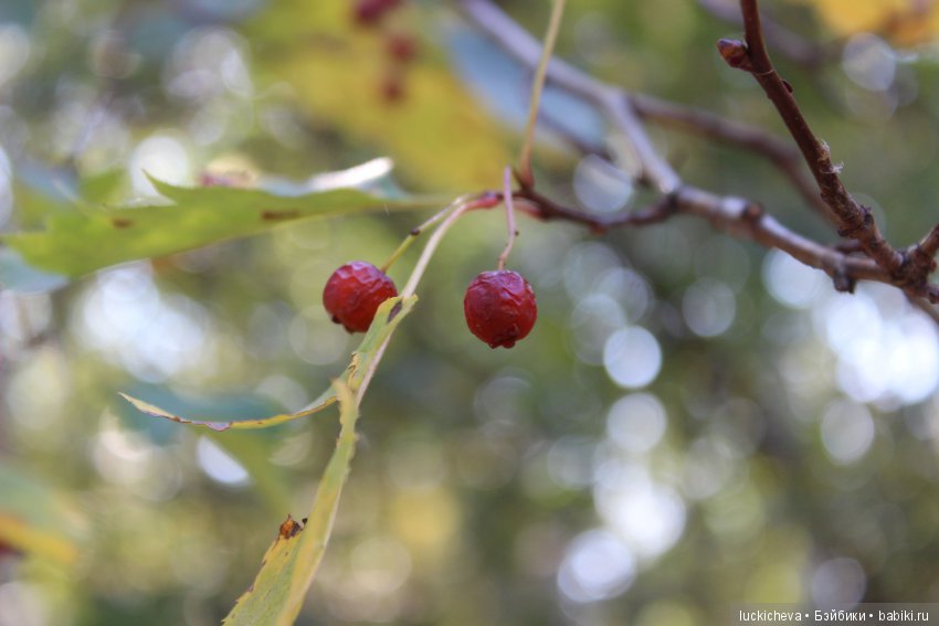 Файлин и её Светлая Осень