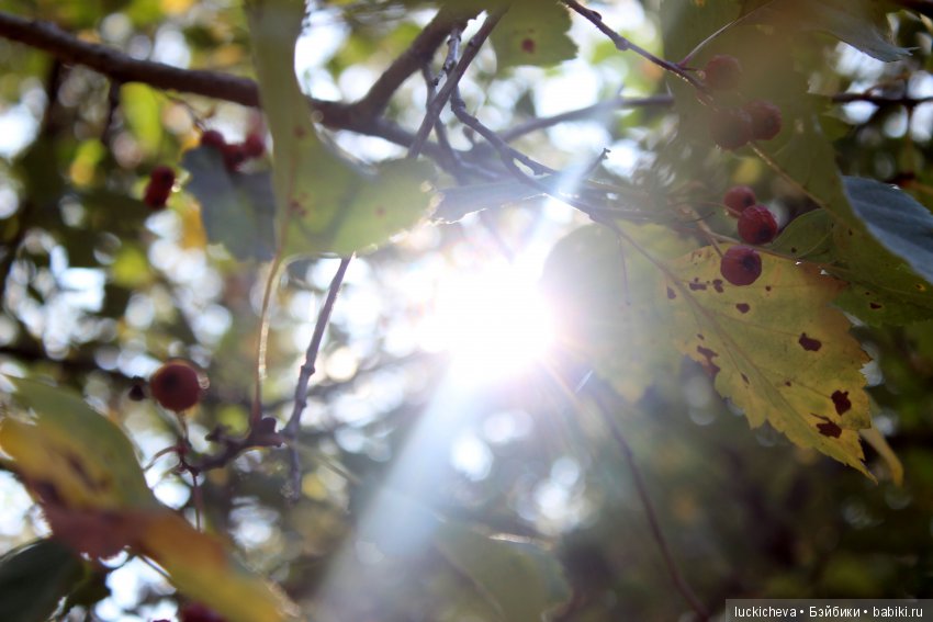 Файлин и её Светлая Осень