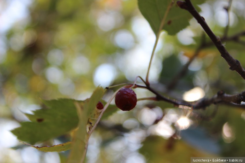 Файлин и её Светлая Осень