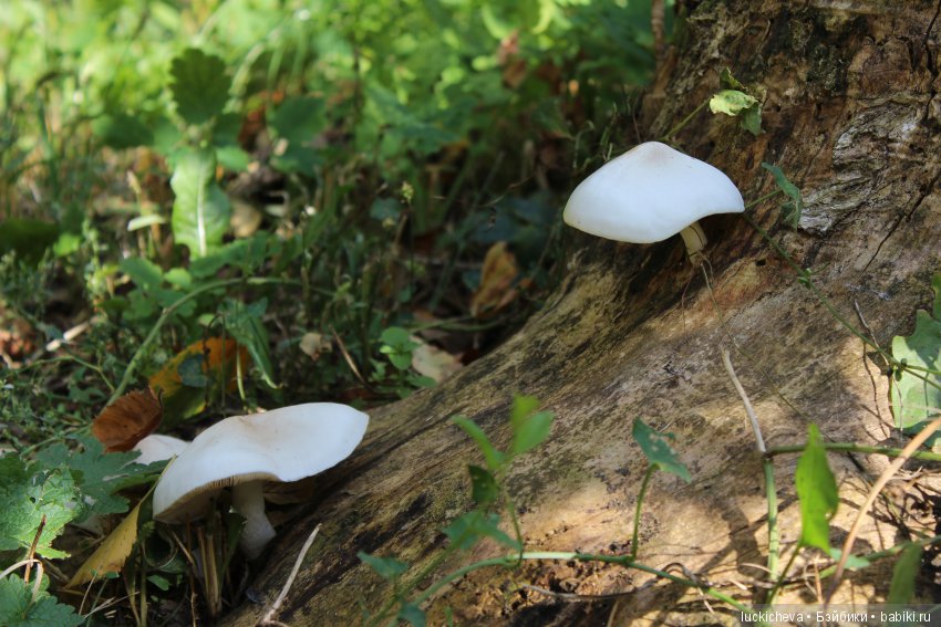 Файлин и её Светлая Осень