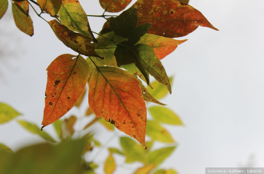 Файлин и её Светлая Осень